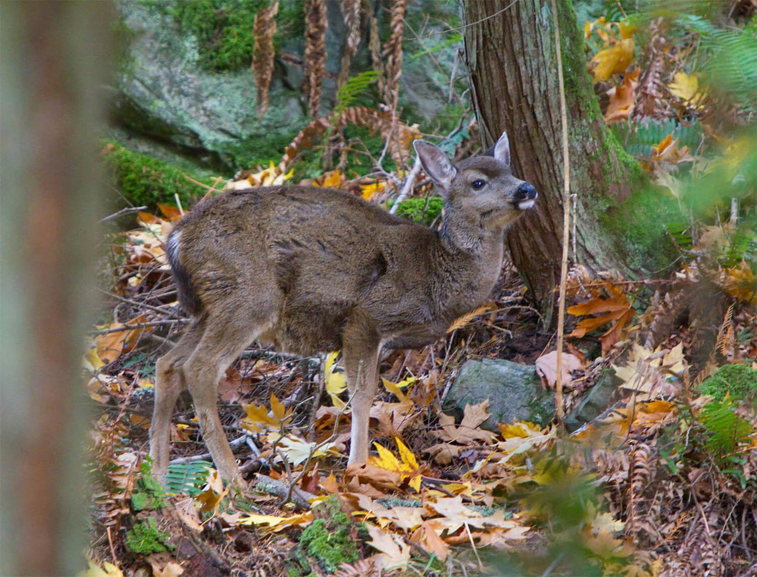 Deer at Blakely